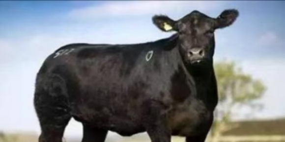 湘中黑牛赋 / 杨建长