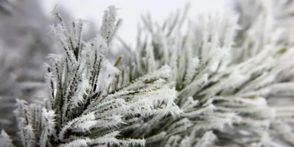 雪花呀雪花 / 青山文客