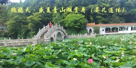 鹧鸪天·盛夏青山湖赏荷（晏几道体）/ 青山文客