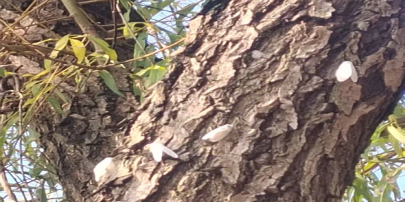 蛰 伏 / 青山文客