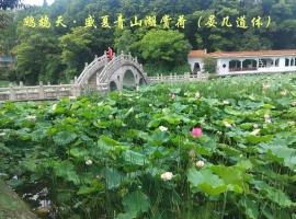 鹧鸪天·盛夏青山湖赏荷（晏几道体）/ 青山文客