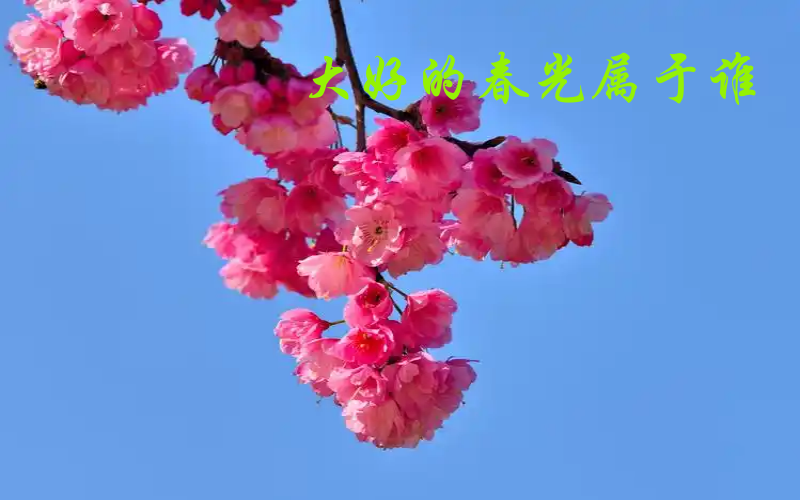 春风1.png