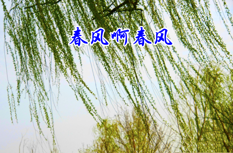 春风.png