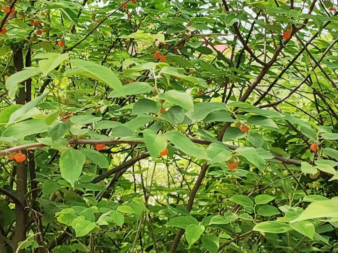 邓坚才.jpg