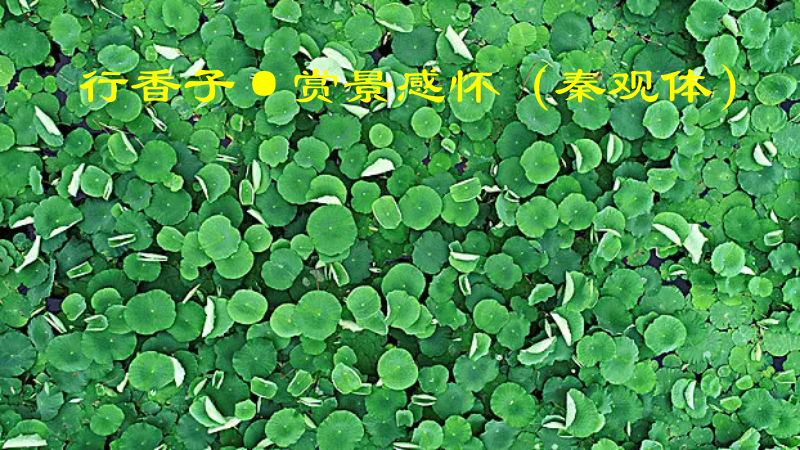 荷塘1.png