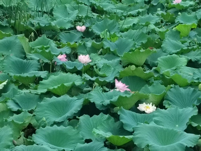 青山湖1.jpg