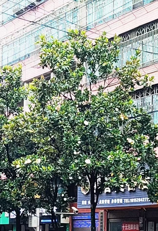 邓坚才.jpg