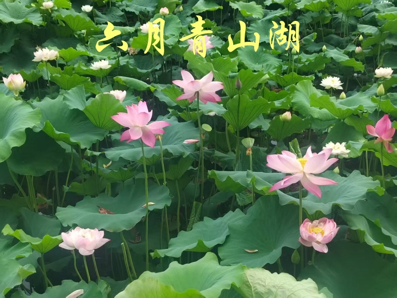 青山湖.jpg