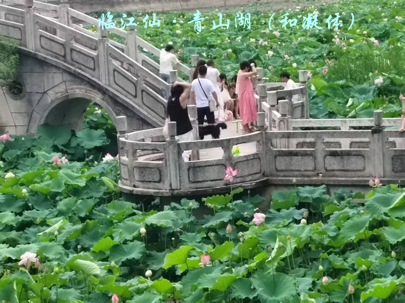 荷.jpg