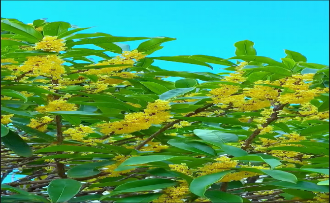 桂花_副本.png