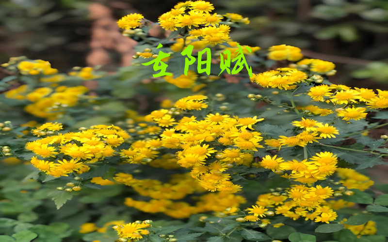 菊花1_副本.png